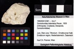 Foto (Objket + Etiketten) von Goniodromites bidentatus (Reuss, 1859) 